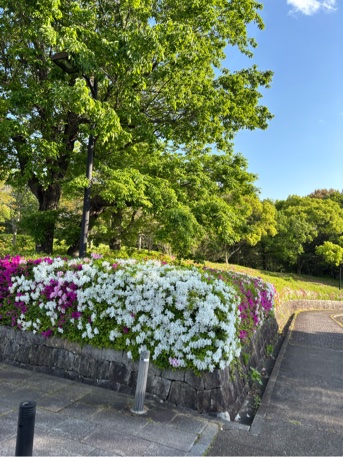 ヒラドツツジ公園館前