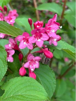 タニウツギの花