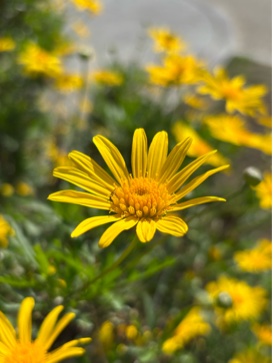 ユリオプスデージー花