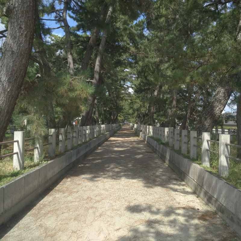 松並木が続く法隆寺南大門前2