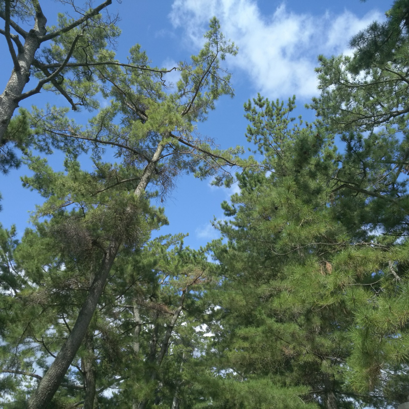 参道の中から空を見上げる