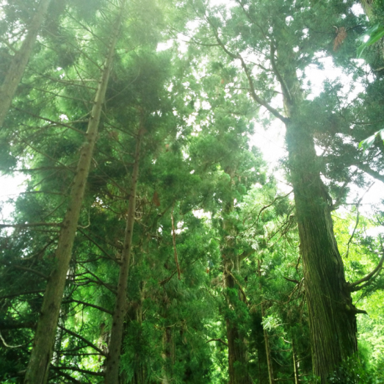 参道の中から杉の大木を見上げる