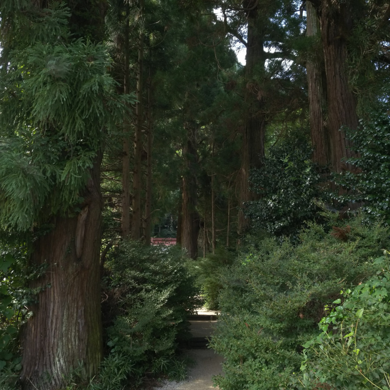 高天彦神社から西向きに見る参道