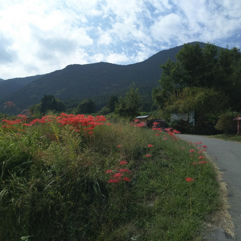 金剛山を見上げる