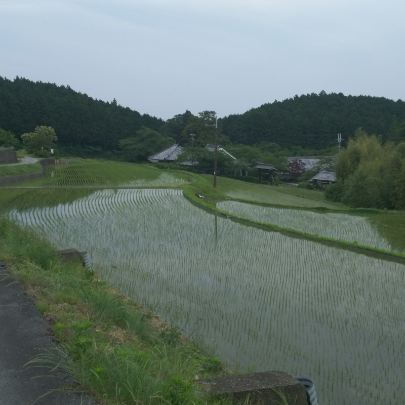 水田の季節