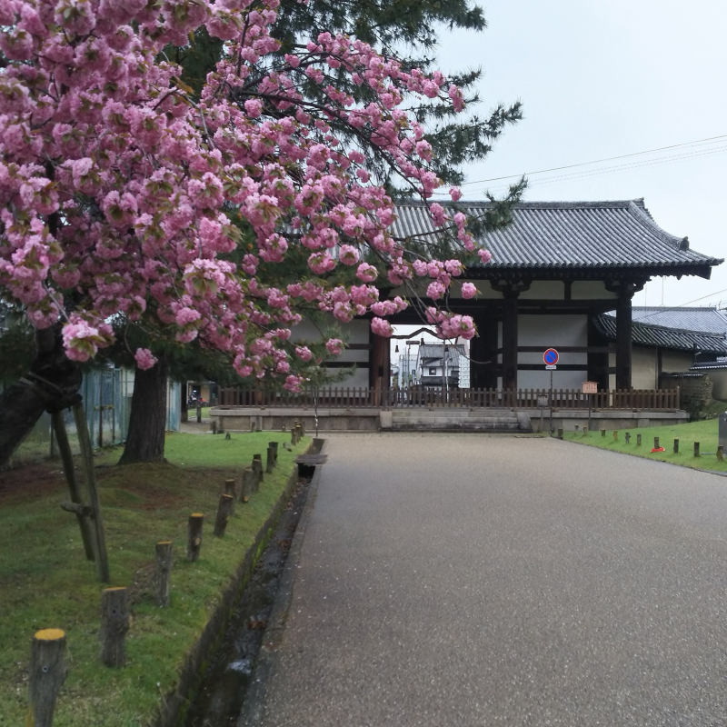 ヤエザクラと共に眺める門の東側1