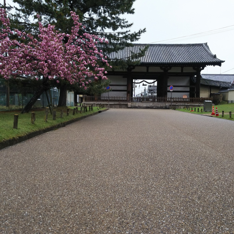 ヤエザクラと共に眺める門の東側2