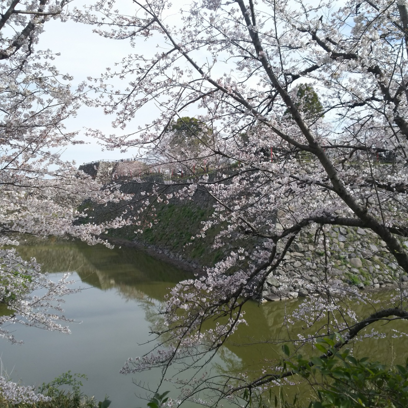桜越しに大和郡山城跡を眺める