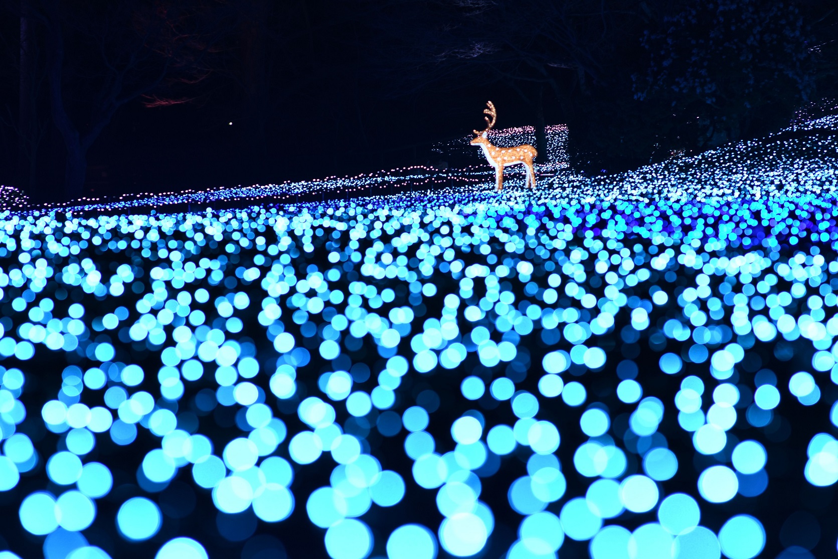 過去のなら瑠璃絵で実施したイルミネーションの画像3