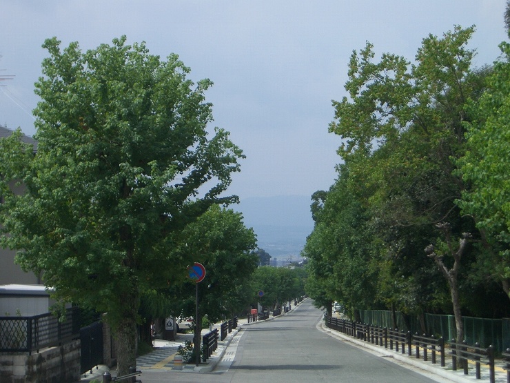 旧柳生街道に続く並木道