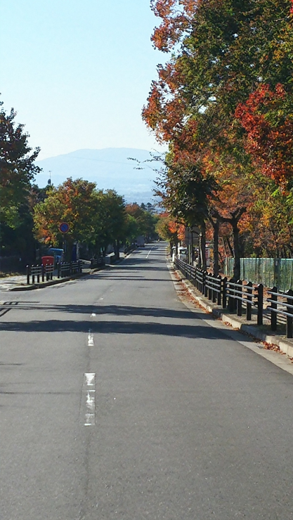 紅葉の季節の旧柳生街道に続く並木道