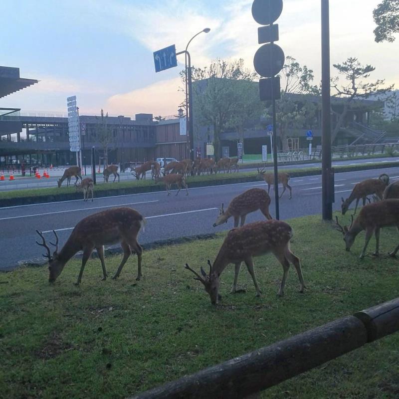 早朝に道を歩く鹿たち