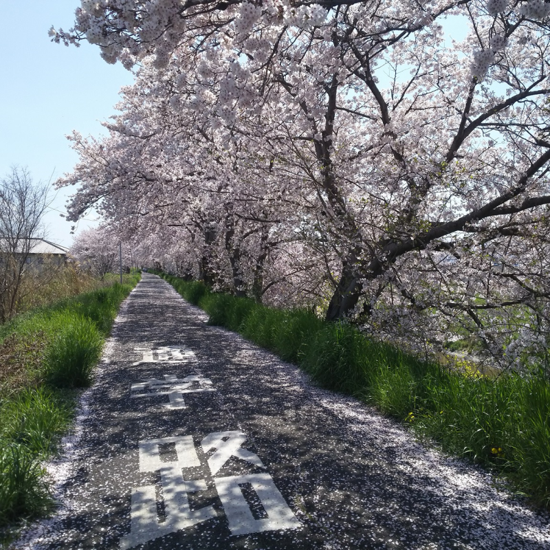 桜並木が見える里合橋・大野2