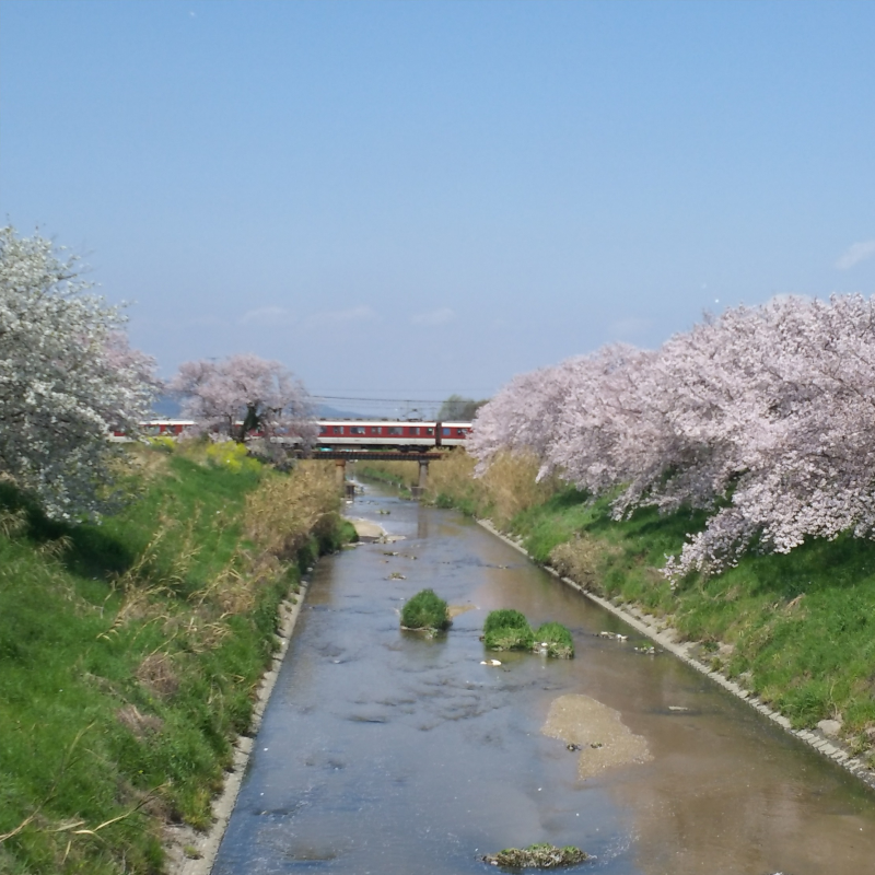 桜並木が見える里合橋・大野3