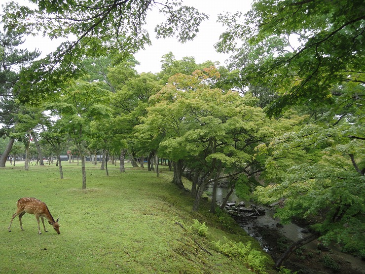 奈良公園内を流れる吉城川