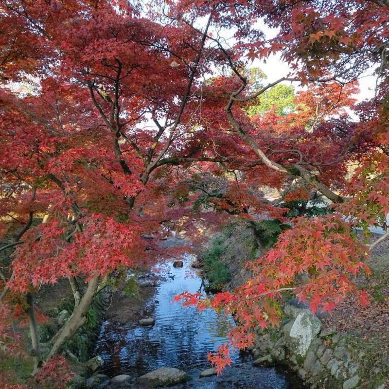 奈良公園内を流れる吉城川3