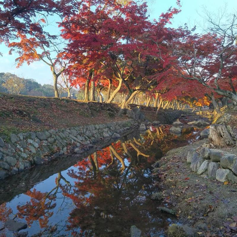 奈良公園内を流れる吉城川4