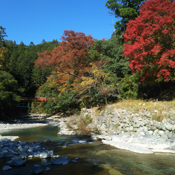 紅葉の季節の丹生川上神社(中社)社前の高見川1