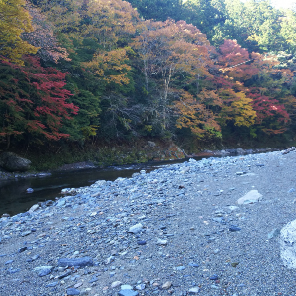 紅葉の季節の丹生川上神社(中社)社前の高見川2