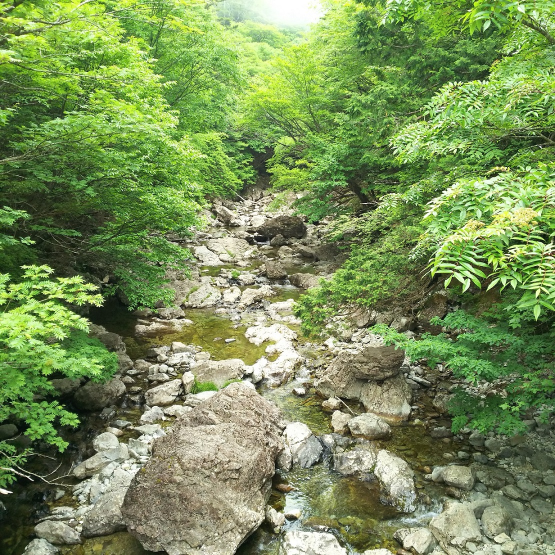 新緑の季節　下に流れる渓流を眺める