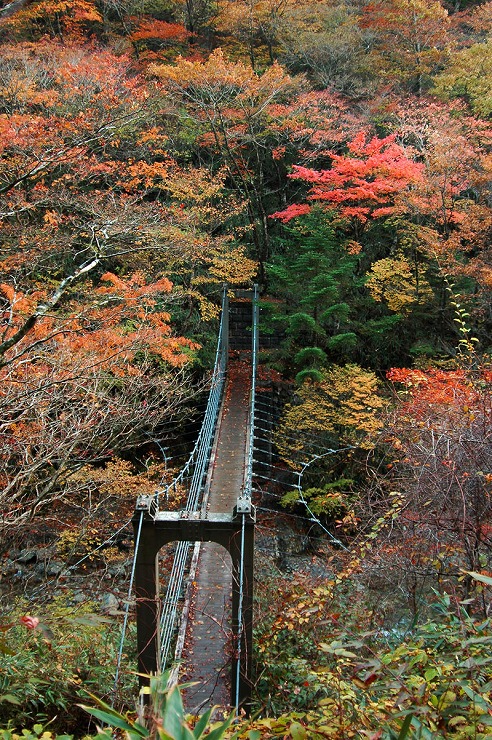 紅葉の季節・登録当時