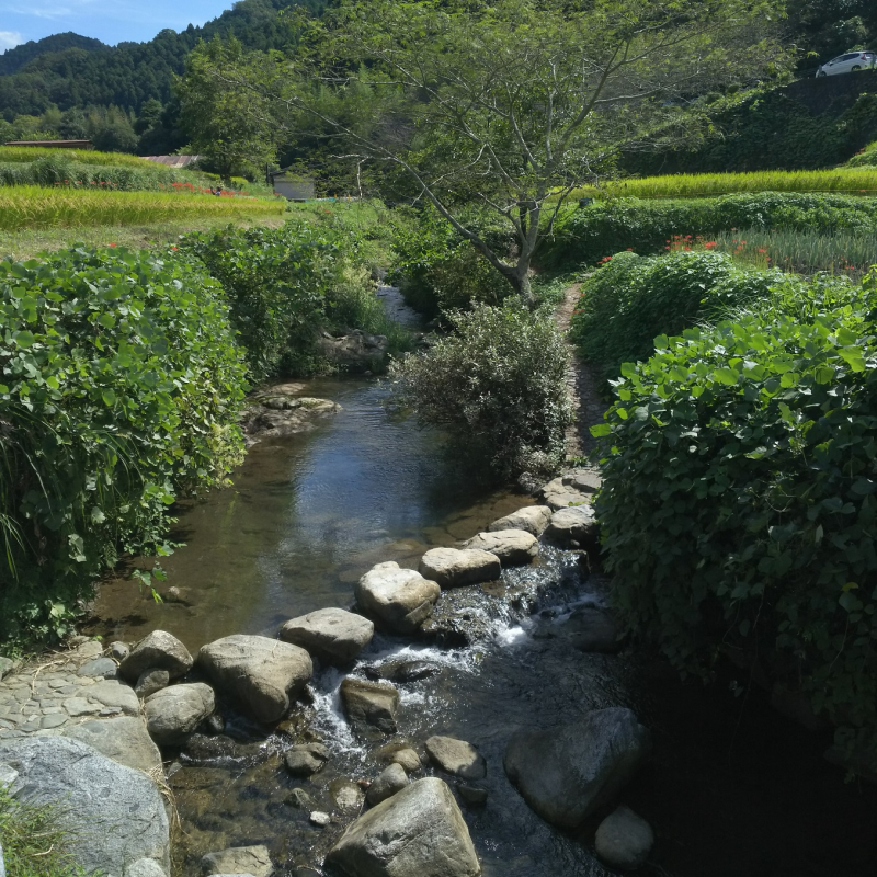下流側の飛び石1