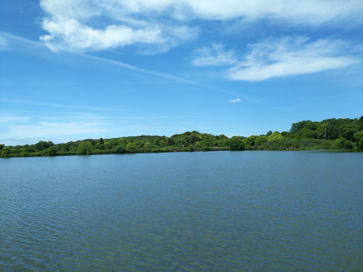 水上池の南側から北への眺め
