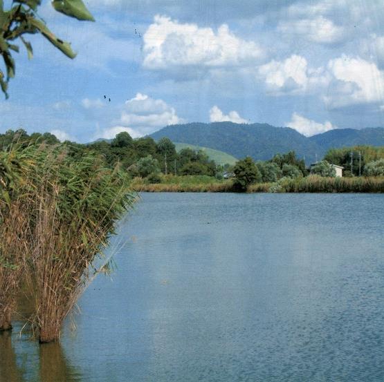 水上池の西側から東への眺め