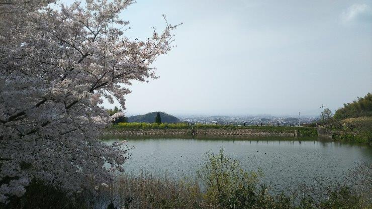 大和平野への眺望と桜