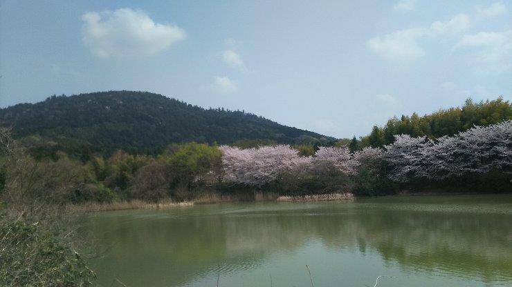 三輪山への眺望と桜