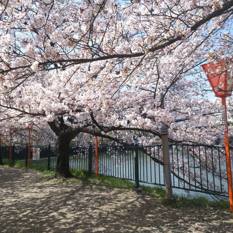 大中公園の桜