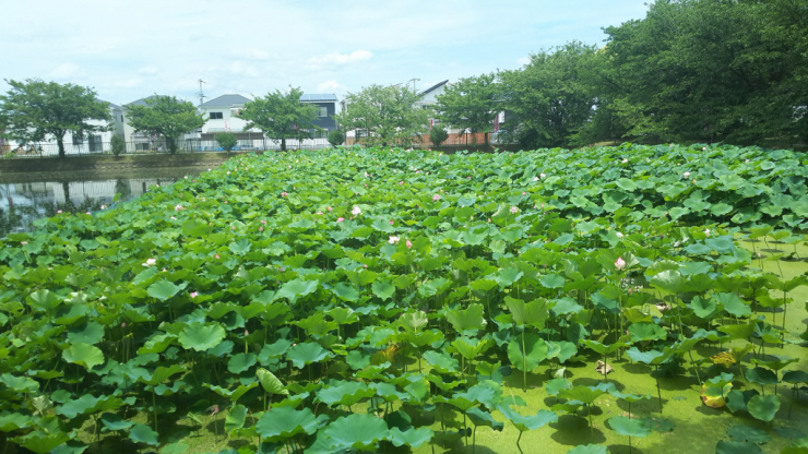 奥田捨篠池と蓮の花の画像2