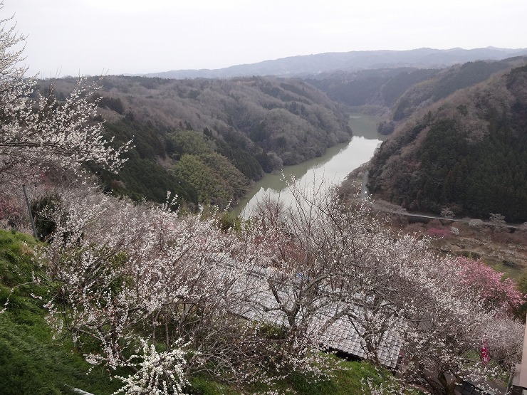国の名勝に指定されている月ヶ瀬梅渓とその周辺1