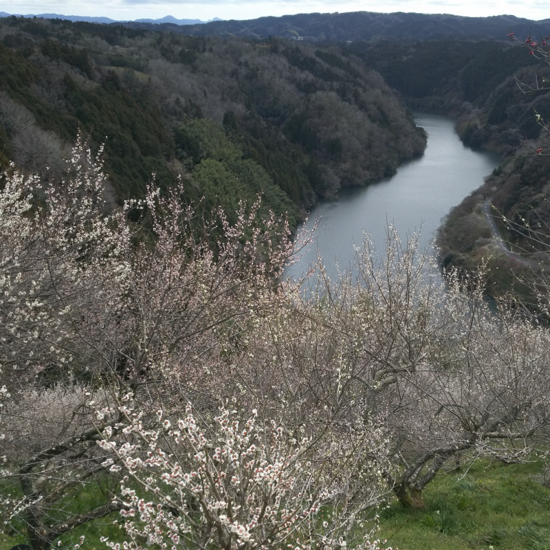 国の名勝に指定されている月ヶ瀬梅渓とその周辺2