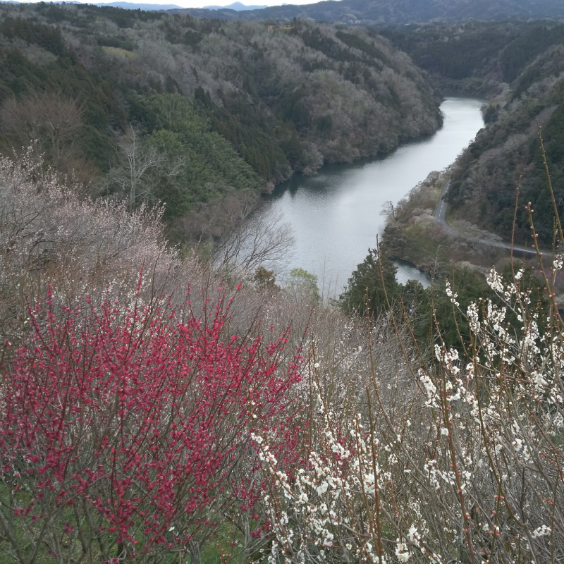 国の名勝に指定されている月ヶ瀬梅渓とその周辺3