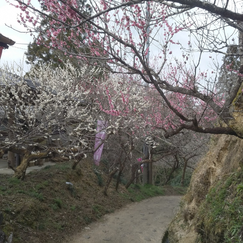 「梅のトンネル」になった遊歩道