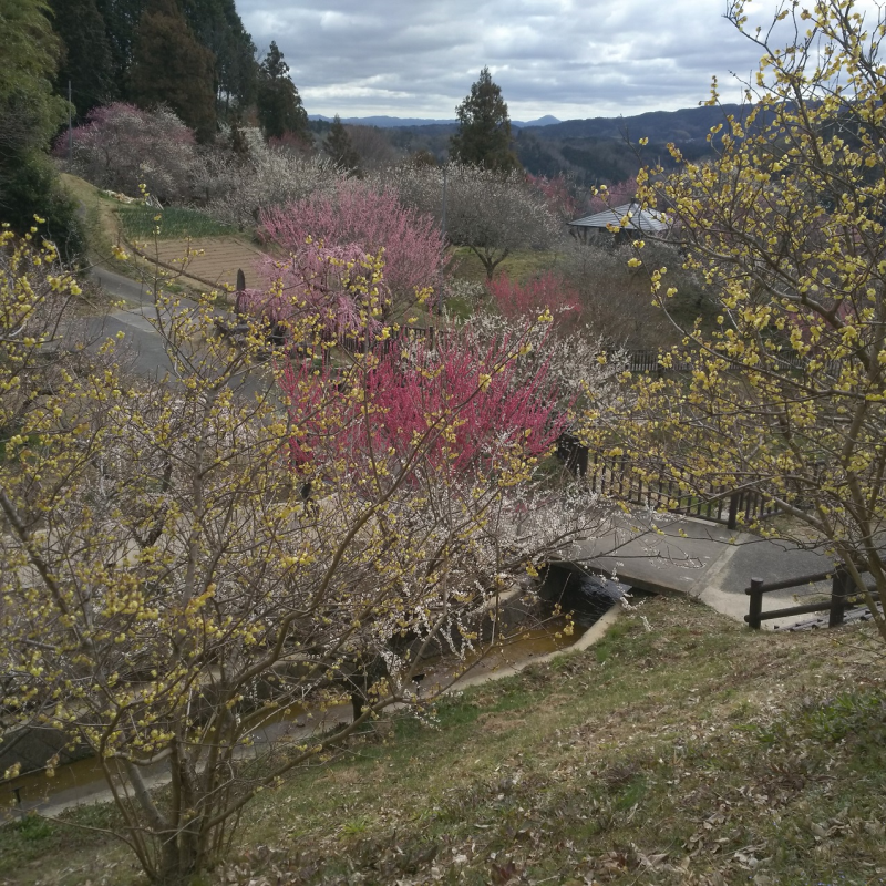 月ヶ瀬梅林公園