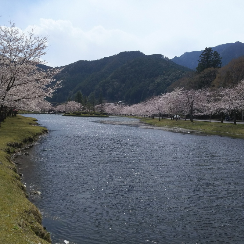 下北山スポーツ公園の桜2
