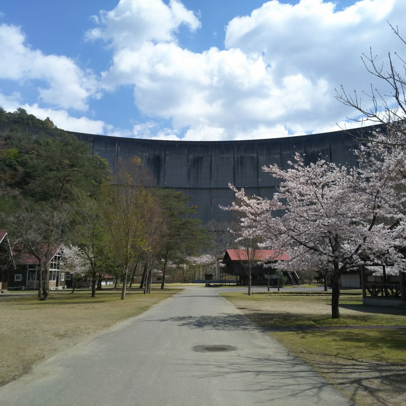 桜と共に眺める池原ダム1
