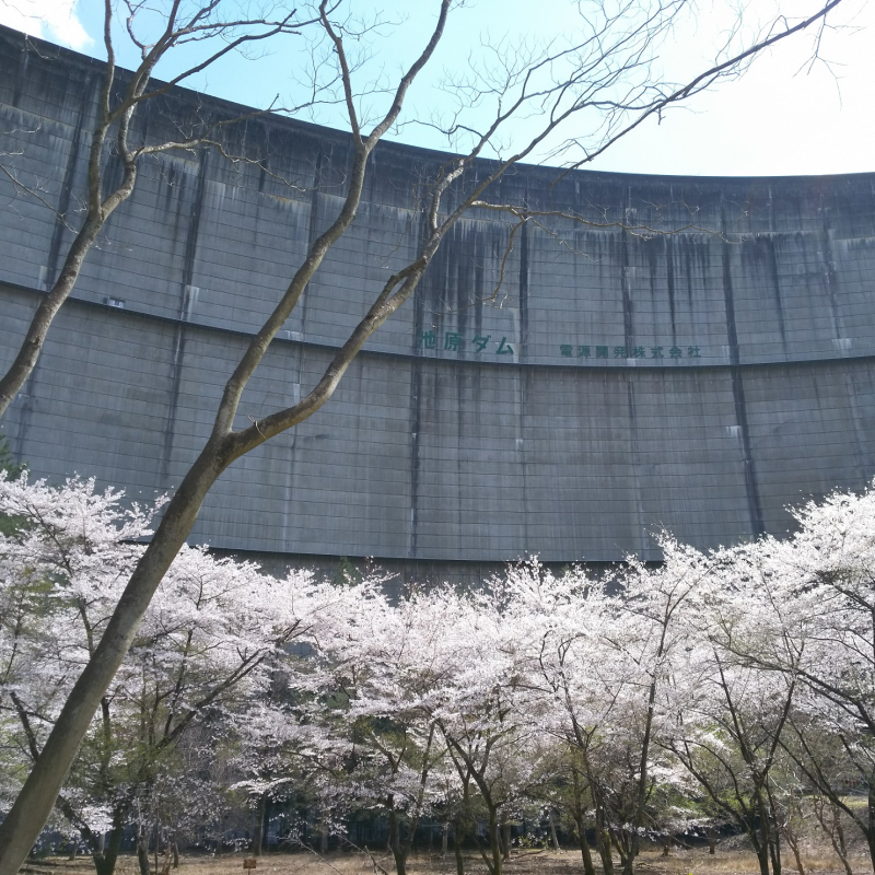 桜と共に眺める池原ダム2