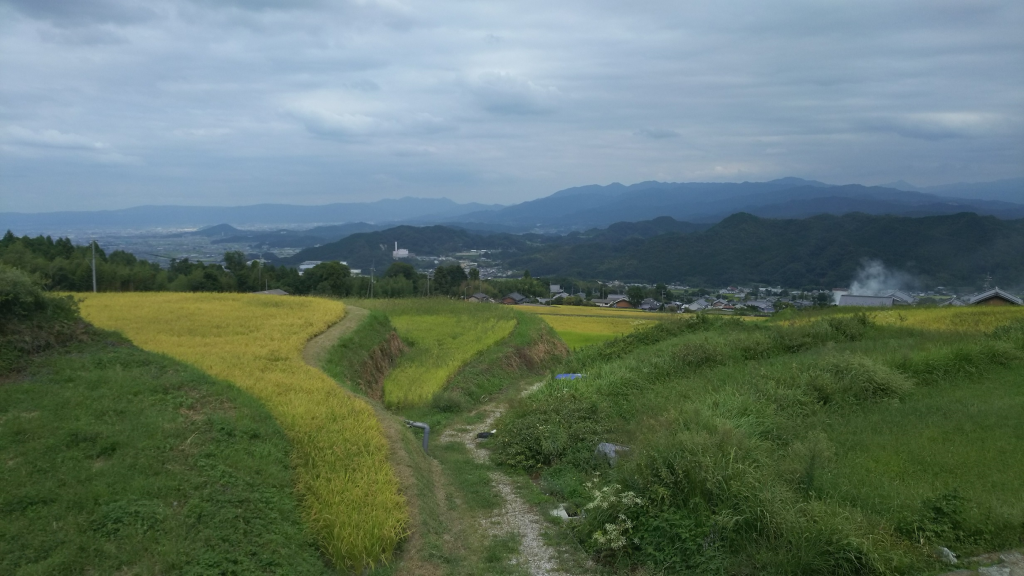 菩提寺の東、道路から北東を望む　大和平野・麓の集落など　稲刈り前
