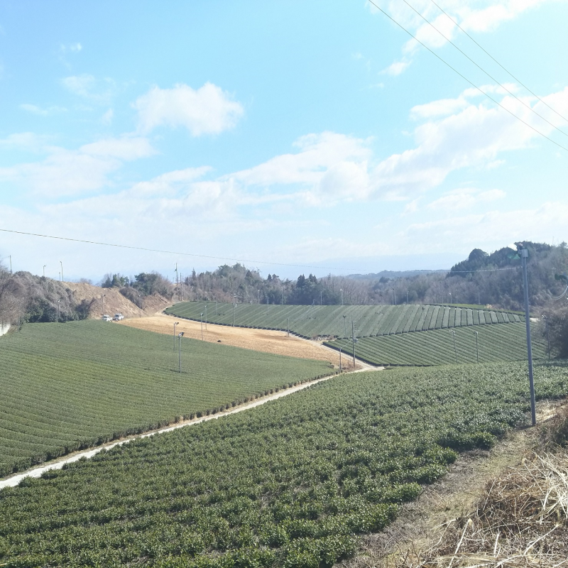 山の斜面に広がる月ヶ瀬の茶園の画像3