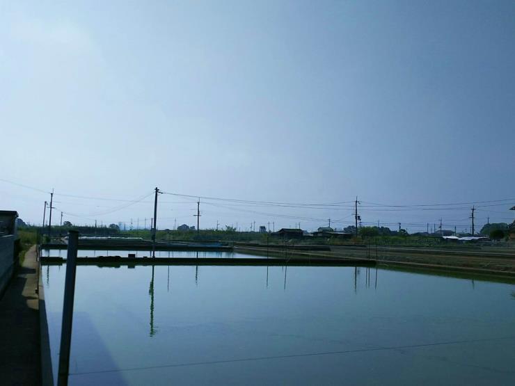 江戸時代から続く郡山の金魚池の画像3