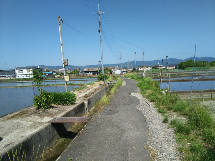 江戸時代から続く郡山の金魚池の画像4