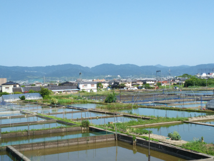 江戸時代から続く郡山の金魚池の画像5