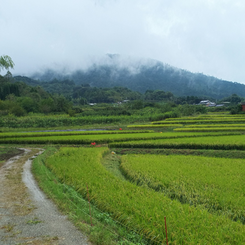 輪山と棚田