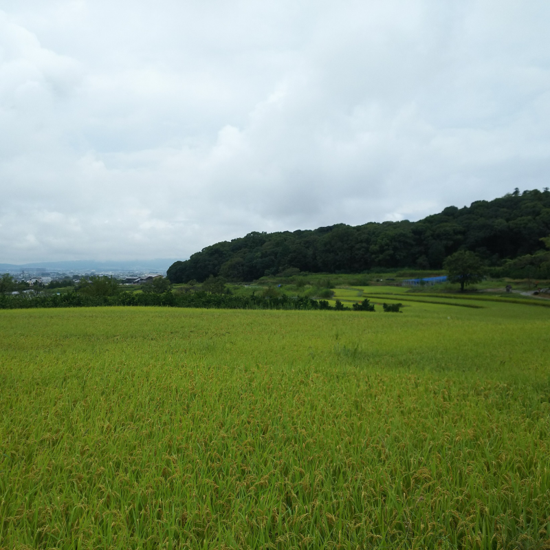景行天皇陵と棚田