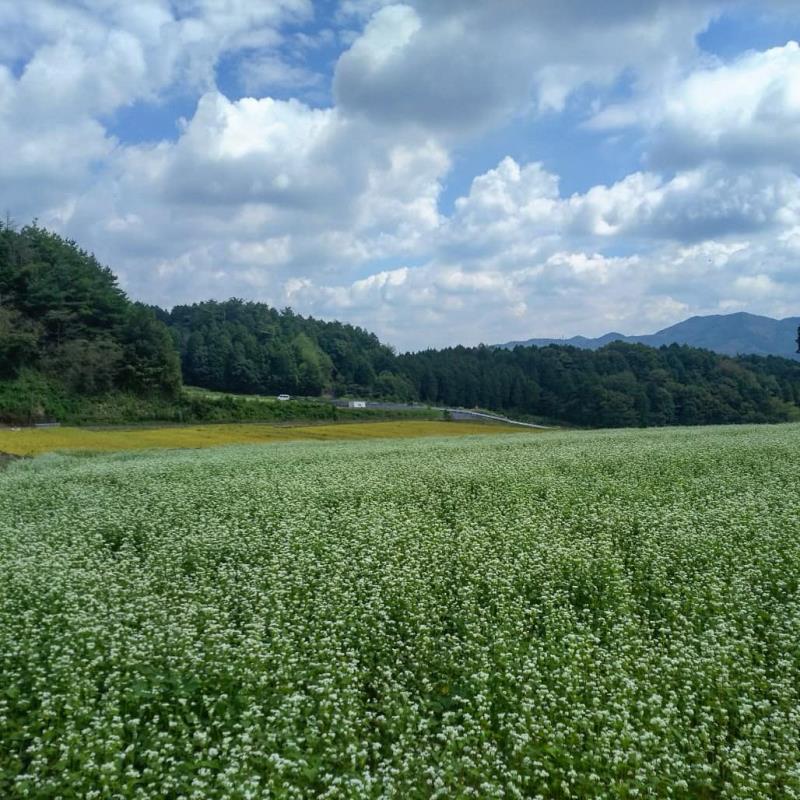 稲穂とソバの花