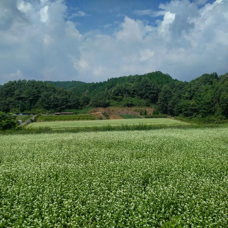 笠荒神付近の一面のそば畑