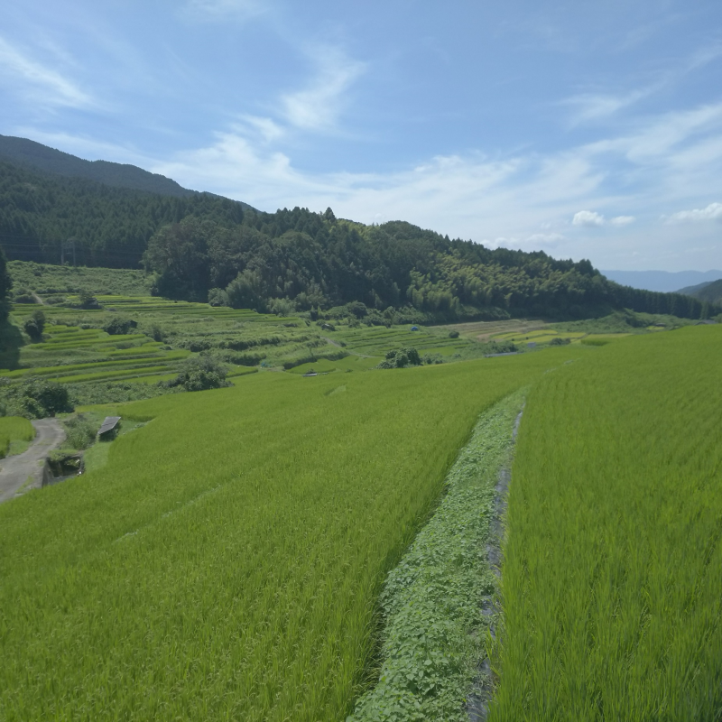 吉隠の谷筋に広がる棚田の画像2